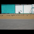 Tauben bedienen sich am zum Trocknen ausgelegten Reis